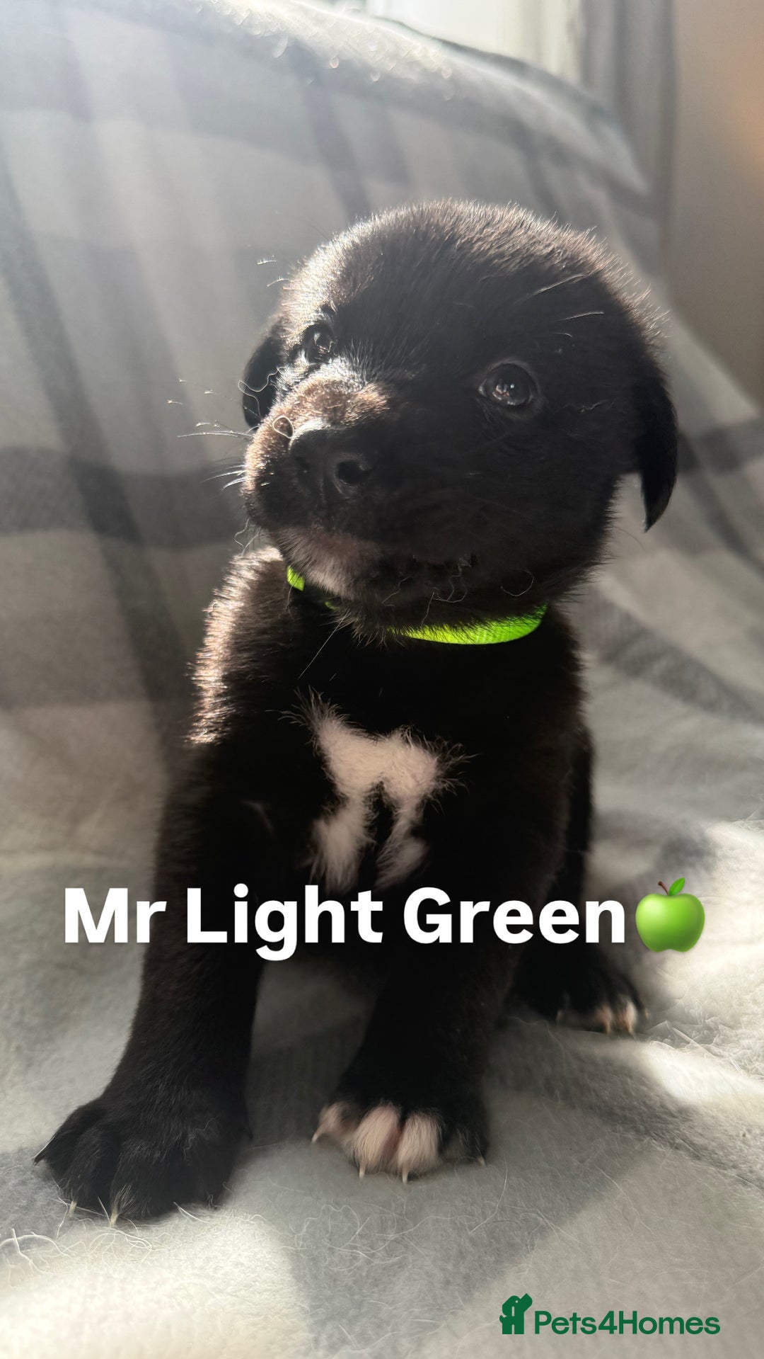 Mixed Breed dogs for sale: 10 RARE hybrid huskypoo’s!!! - Image 1