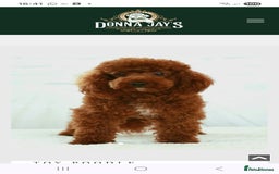 Cavapoo dogs for sale: F1bb extensively health tested caverpoo pups  - Advert 11