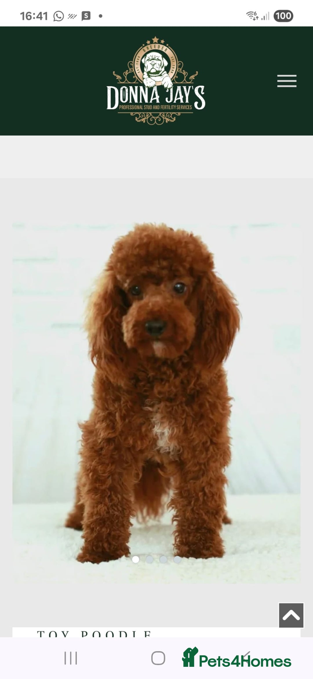 Cavapoo dogs for sale: F1bb extensively health tested caverpoo pups  - Advert 11