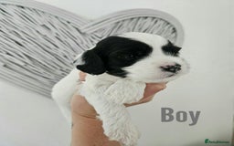 Mixed Breed dogs for sale: Cavapoo/Shihpoo mix - Image 11