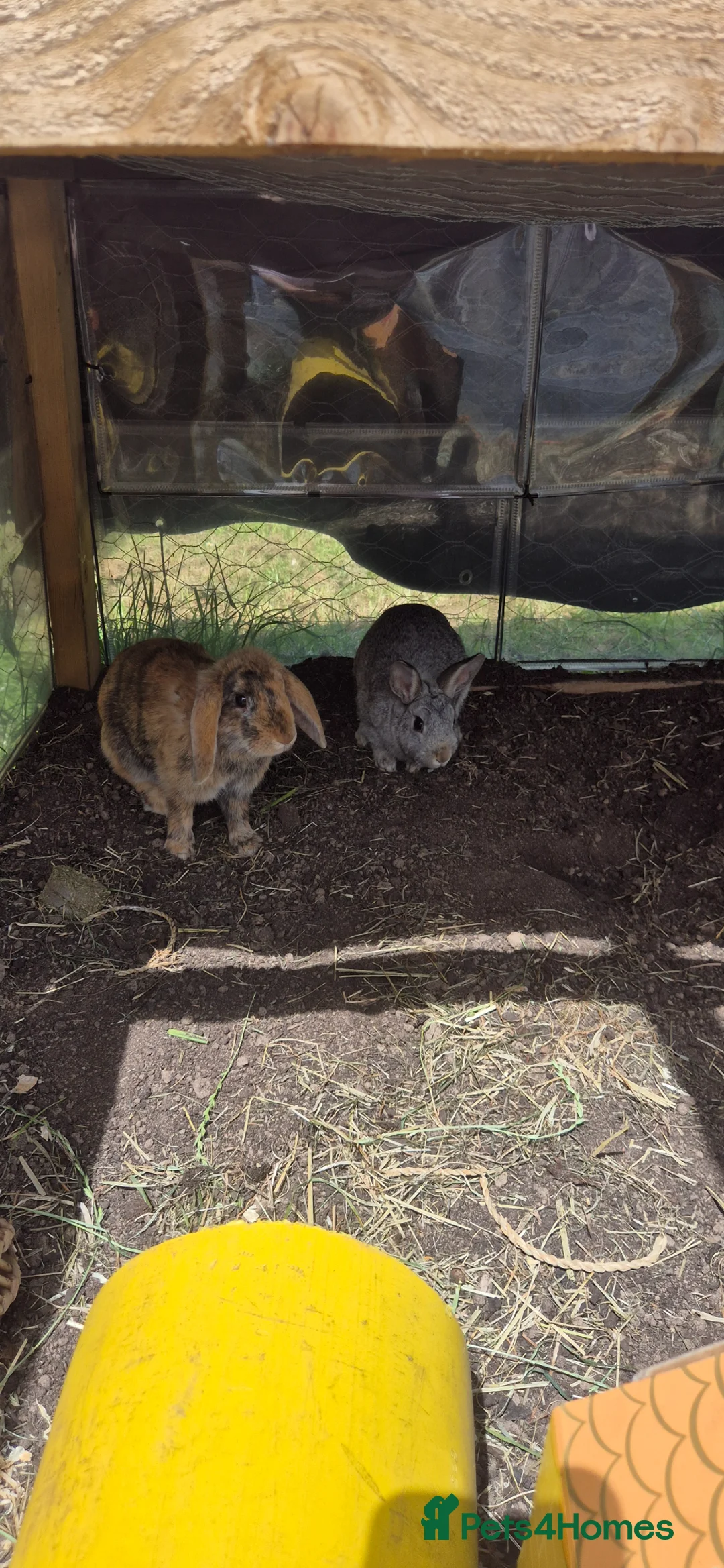 Mixed Breed rabbits for sale: 2 rabbits for rehome  - Advert 2
