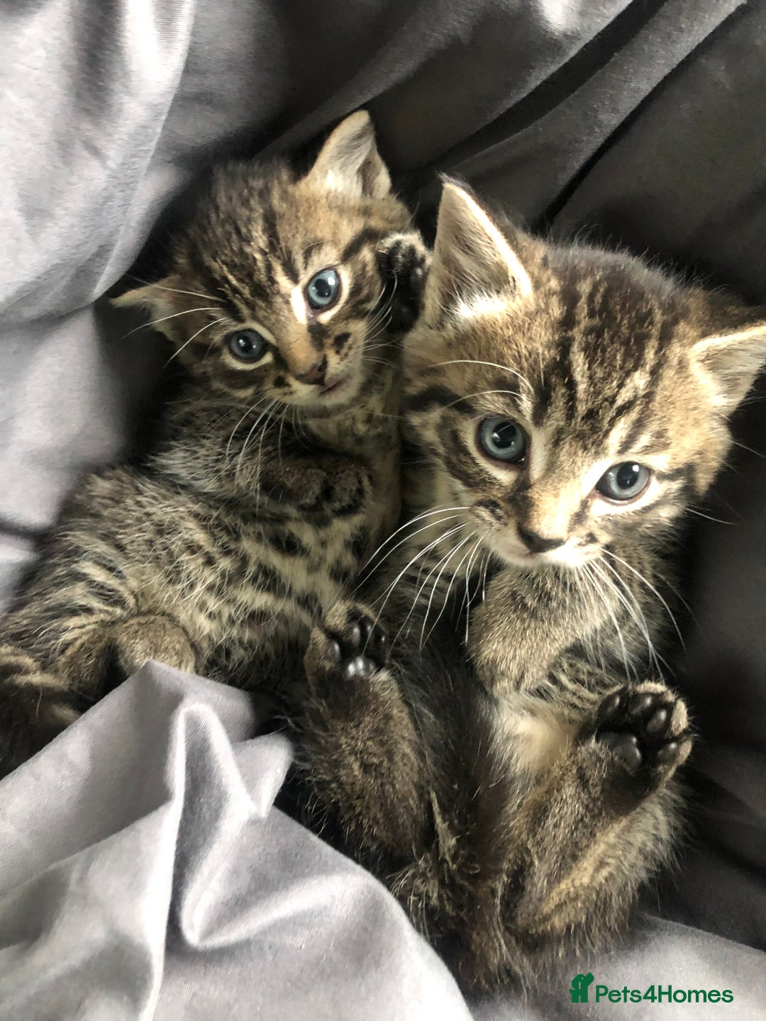 Mixed Breed cats for sale: Amazing stripy Bengal x kittens ready now - Image 5