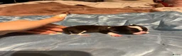 Chihuahua dogs for sale: Rare stunning chocolate chihuahua  - Advert 25
