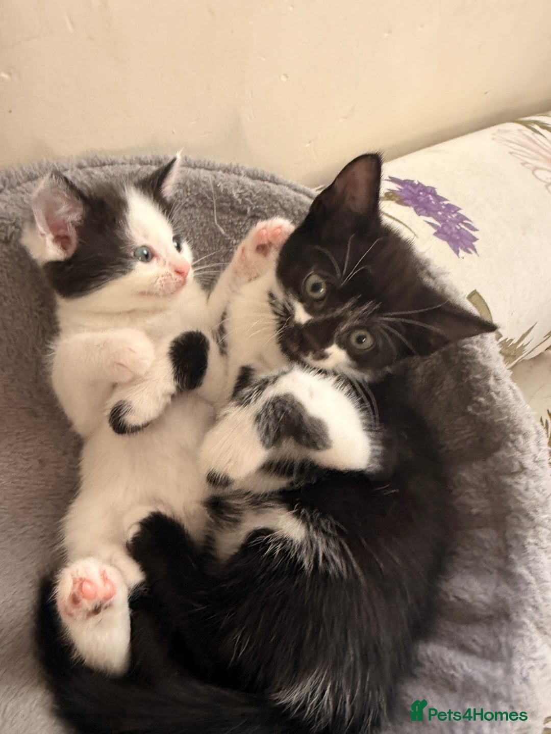 Mixed Breed cats for sale: 5 Beautiful Black & White Kittens Available  - Image 20