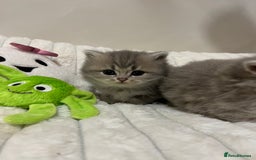 British Shorthair cats for sale: Affectionate lap cats health tested parents  - Image 39