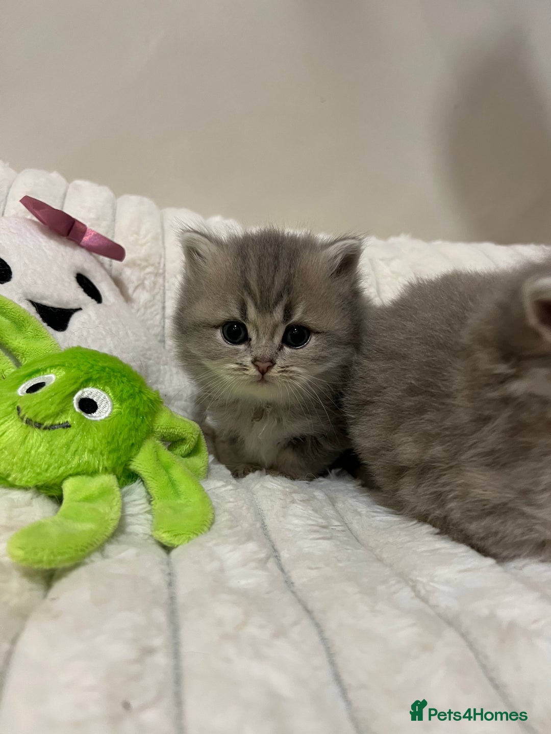 British Shorthair cats for sale: Affectionate lap cats health tested parents  - Image 39
