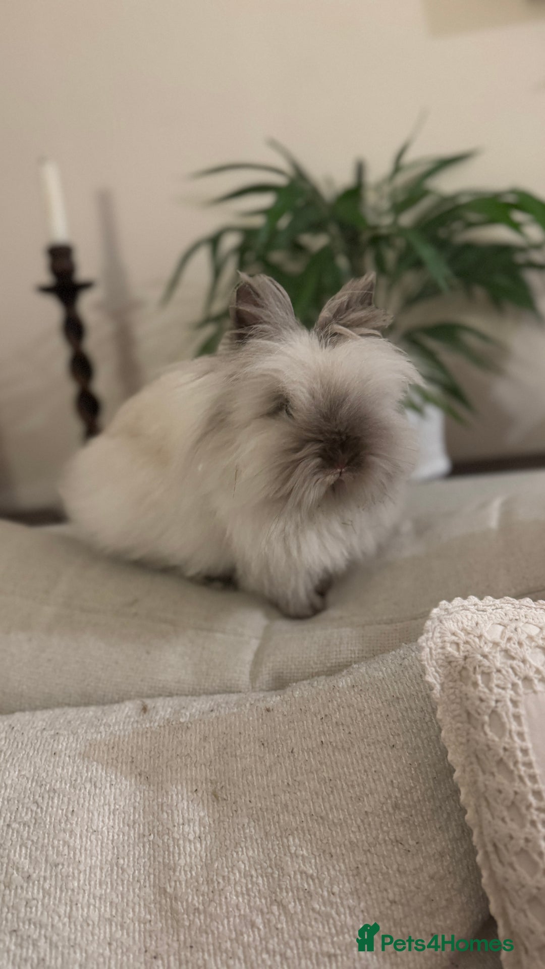 Lionhead rabbits for sale: Gorgeous Lionhead Girl Needing Permanent Home  - Advert 1