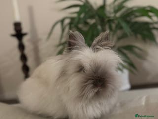 Lionhead rabbits Gorgeous Lionhead Girl Needing Permanent Home - Advert 3