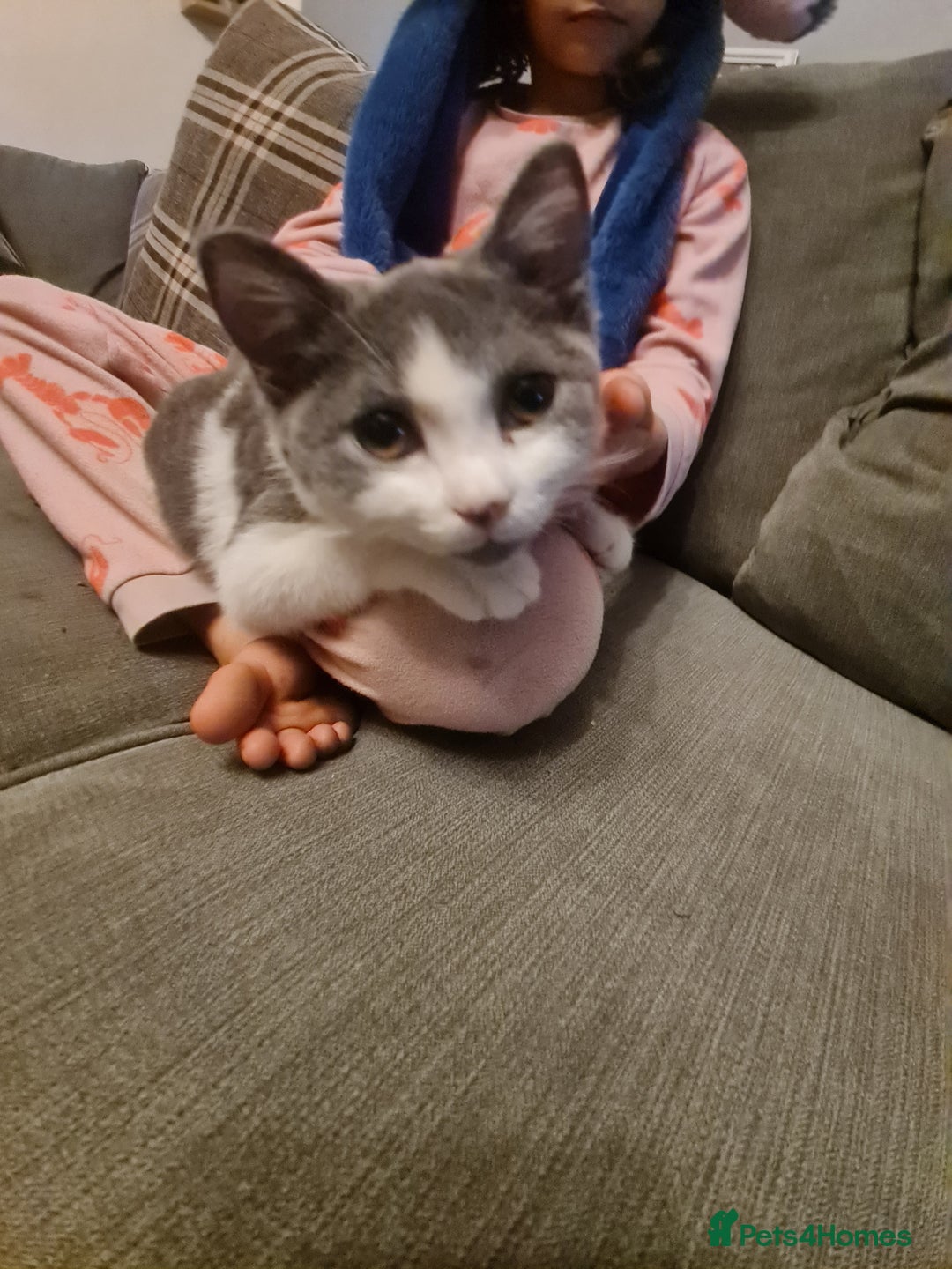 Mixed Breed cats for sale: Stunning  kittens looking  4 new home - Advert 7