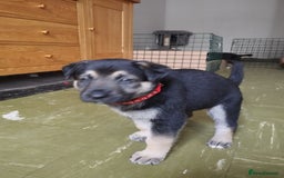 German Shepherd dogs for sale: German shepherd puppy - Image 6