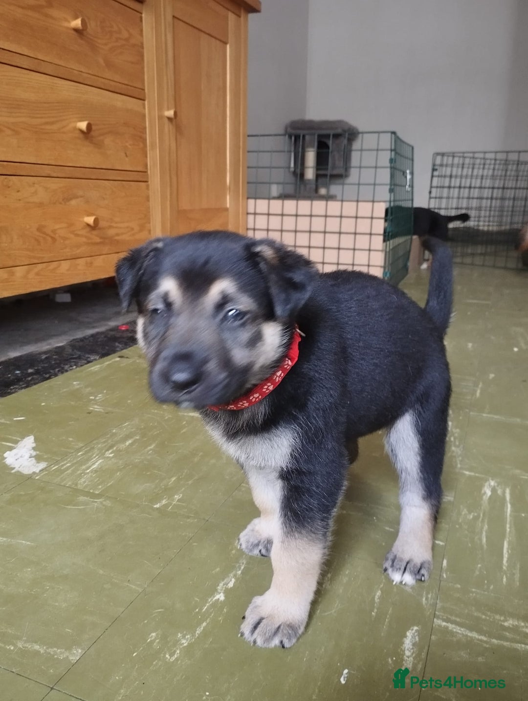 German Shepherd dogs for sale: German shepherd puppy - Image 6