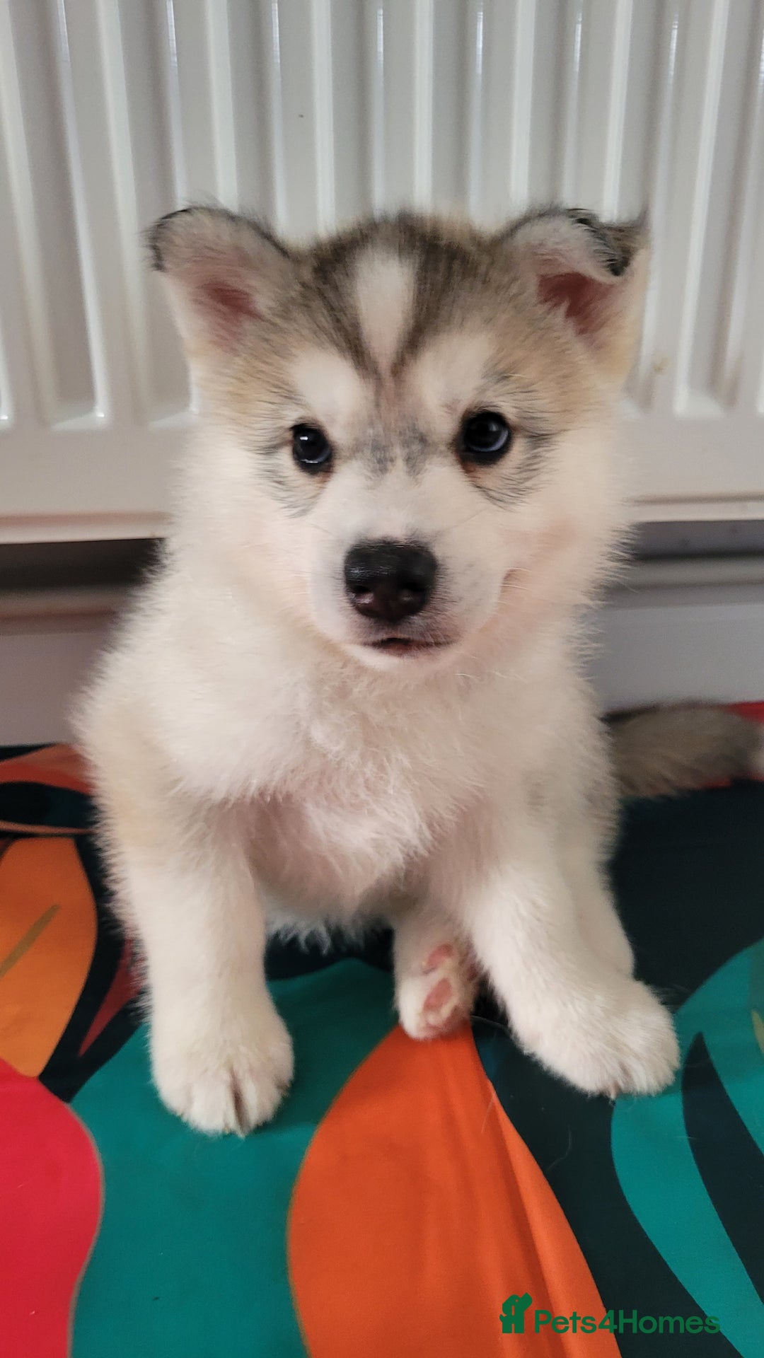 Siberian Husky dogs for sale: Best Quality Siberian Husky Puppies in Scotland - Image 14