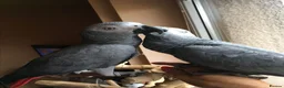 Parrots birds for sale: Click clock congo African Grey Parrots in Liverpool - Advert 5