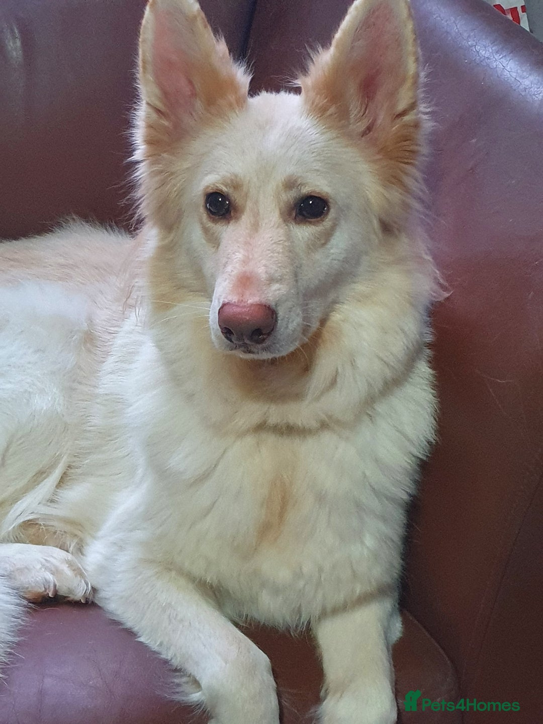 German Shepherd dogs for sale: German shepherd female puppy  - Image 2