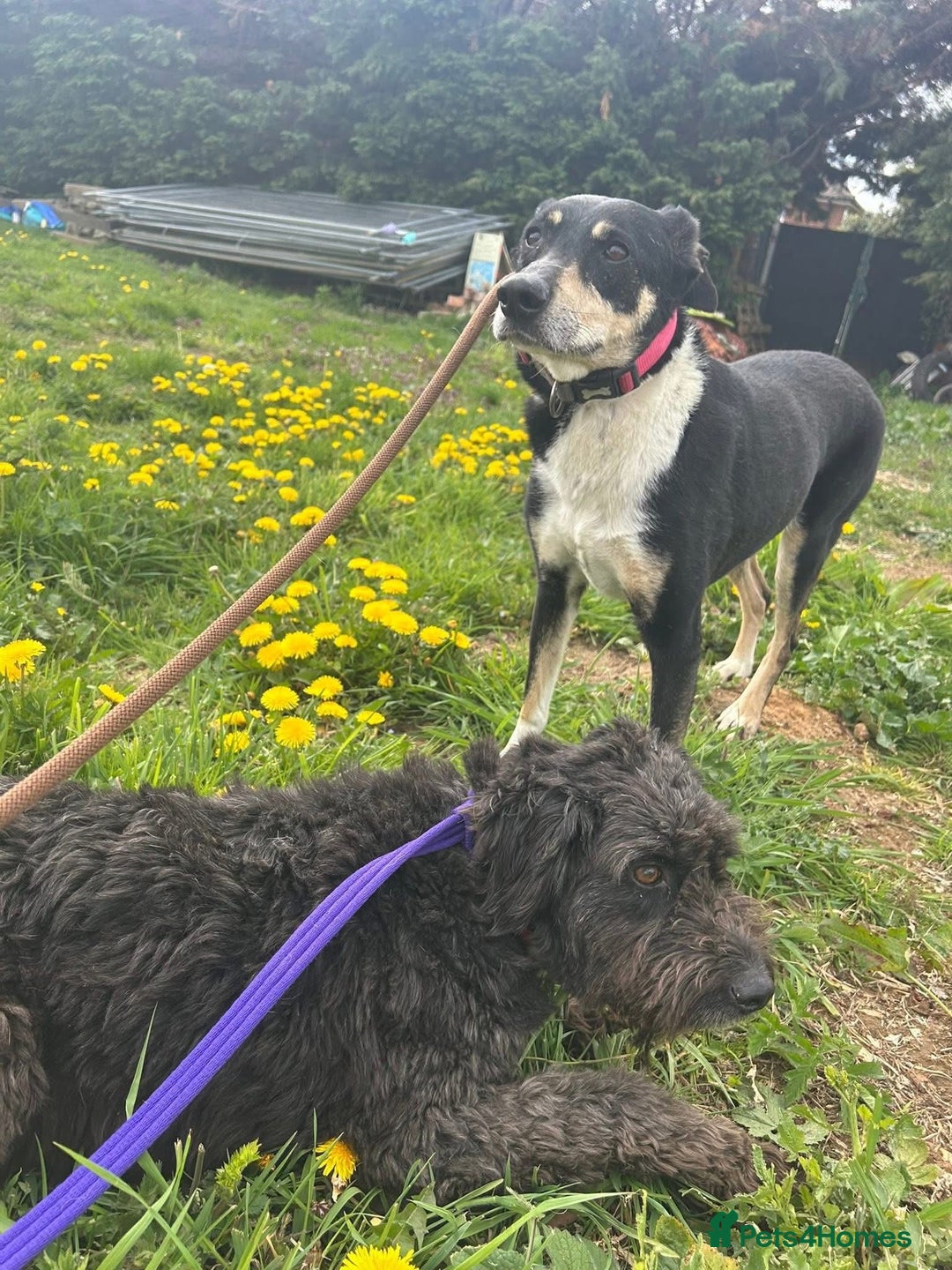 Mixed Breed dogs for adoption: Lottie - Norwich Norfolk  in Norwich - Advert 29