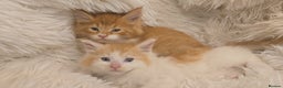 Maine Coon cats for sale: Rare red and white bicolor lMaincoon ready now  - Advert 3