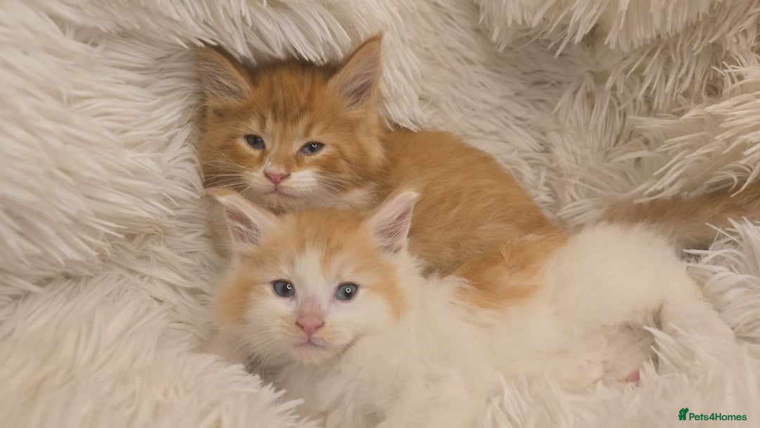 Maine Coon cats for sale: Rare red and white bicolor lMaincoon ready now  - Advert 3