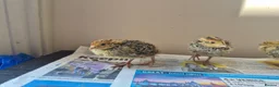Quail poultry for sale: Quail chicks - Advert 3