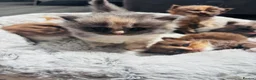 British Longhair cats for sale: Lovely British longhair kittens  - Advert 8
