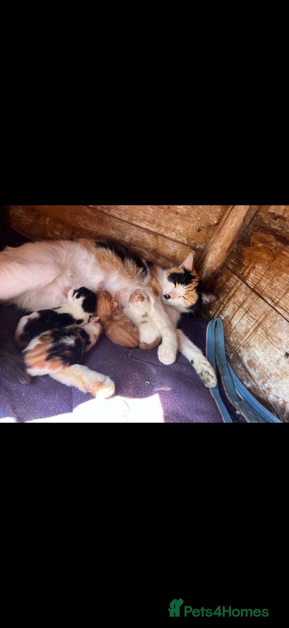 Mixed Breed cats Kittens ready to leave  - Advert 2