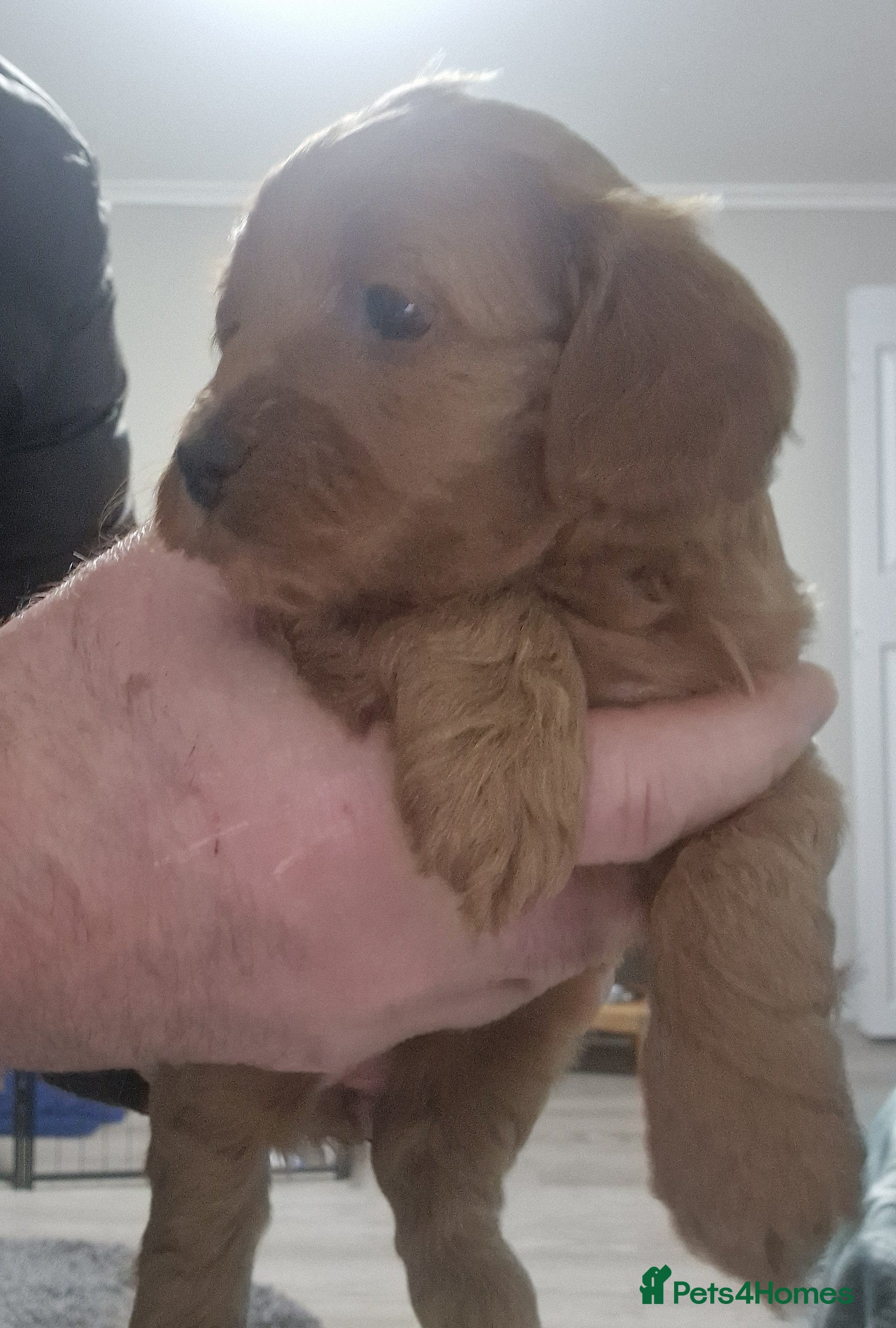 Maltipoo dogs F2B MALTIPOO PUPPIES 25% maltese  75% poodle  - Advert 11