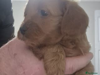 Maltipoo dogs F2B MALTIPOO PUPPIES 25% maltese 75% poodle - Advert 11