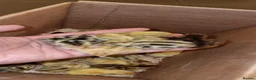 Quail poultry for sale: 🐣 Live Jumbo Coturnix Quail Chicks – Ready Now!  - Advert 4