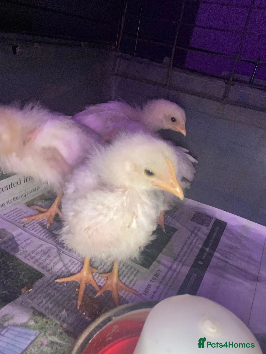 Chickens poultry for sale: Leghorn x in Banbury - Advert 1