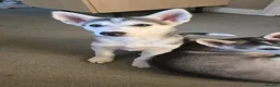 Siberian Husky dogs for sale: Siberian husky pups - Advert 5
