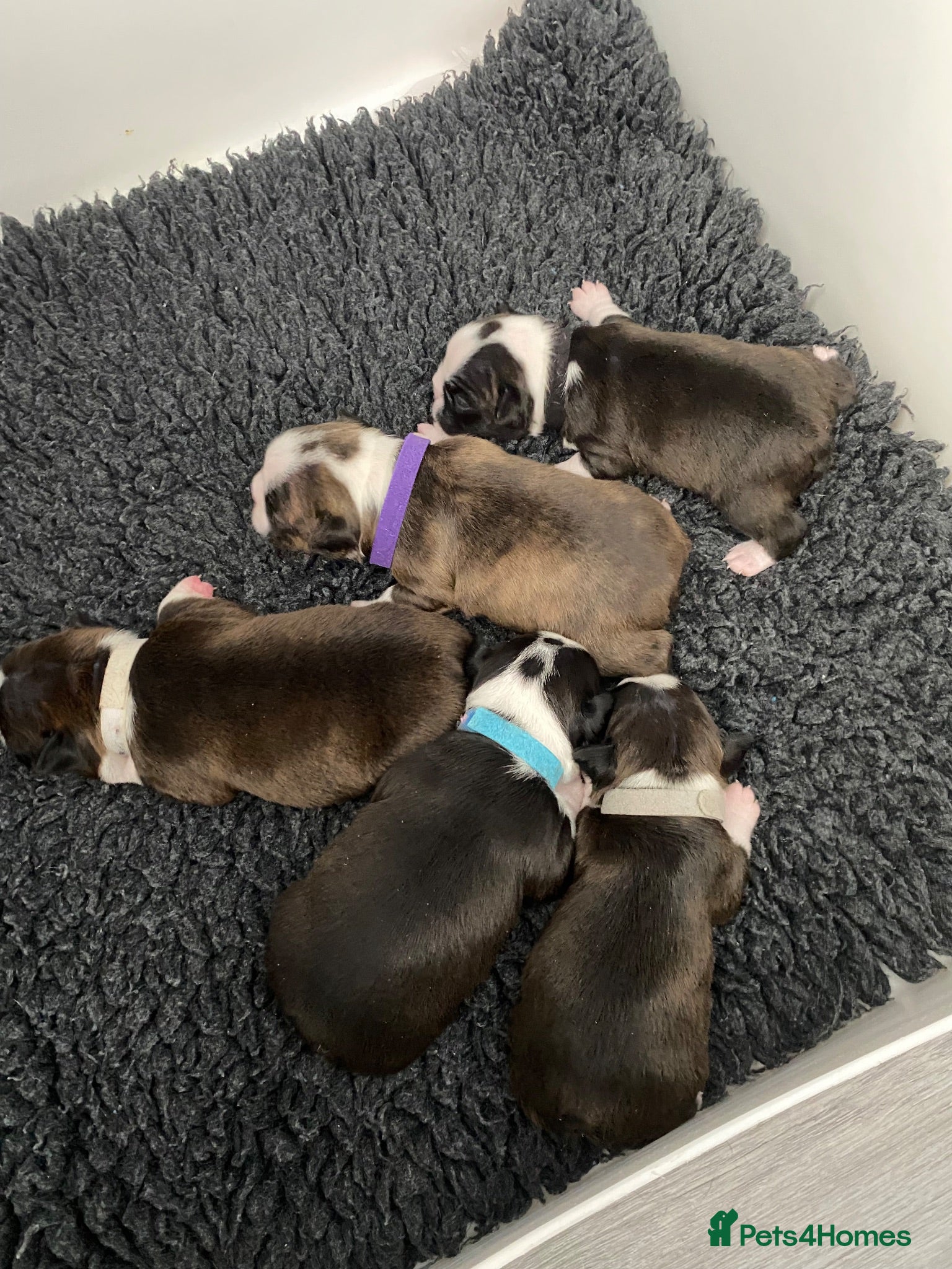 Boston Terrier dogs Five gorgeous puppies, looking for a forever home - Advert 4
