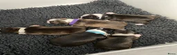 Boston Terrier dogs for sale: Five gorgeous puppies, looking for a forever home - Advert 1