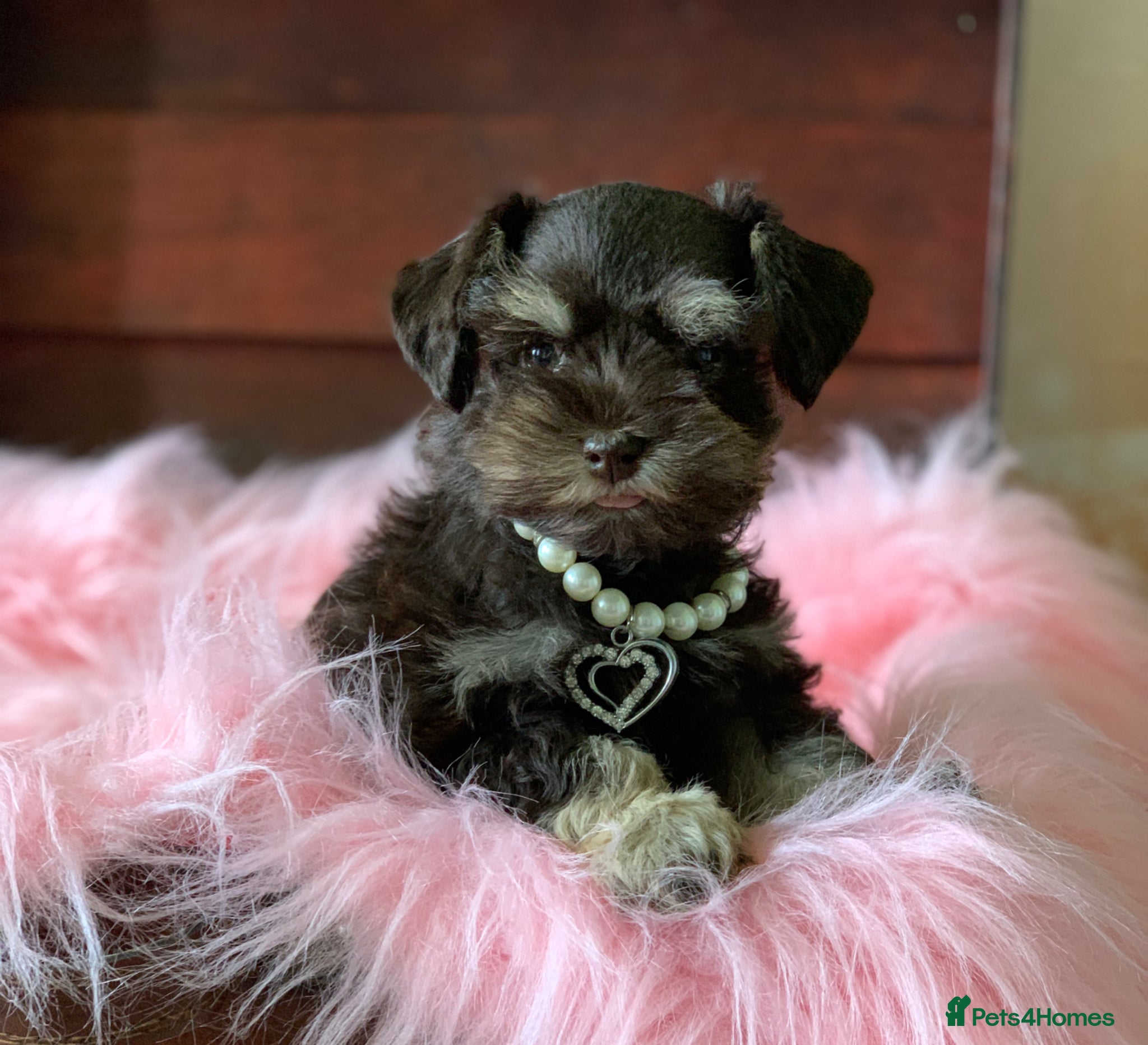 Miniature Schnauzer dogs 5* LICENSED READY KC MINI/TOY CHOC SCHNAUZERS - Advert 1