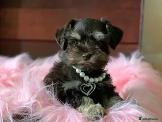 Miniature Schnauzer dogs 5* LICENSED READY KC MINI/TOY CHOC SCHNAUZERS - Advert 1