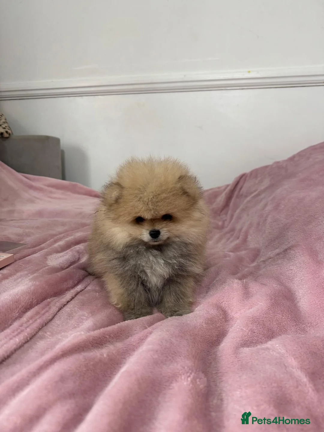 Pomeranian dogs for sale: Ready to go Excellent Pomeranian - Advert 16