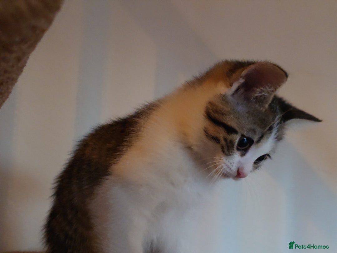 Mixed Breed cats for sale: 6 kittens of a Persian mum with Tuft ears. - Advert 38