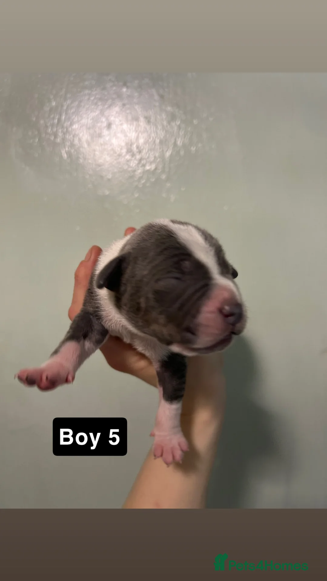 Staffordshire Bull Terrier dogs for sale: Staffordshire bull terrier puppies  - Advert 22