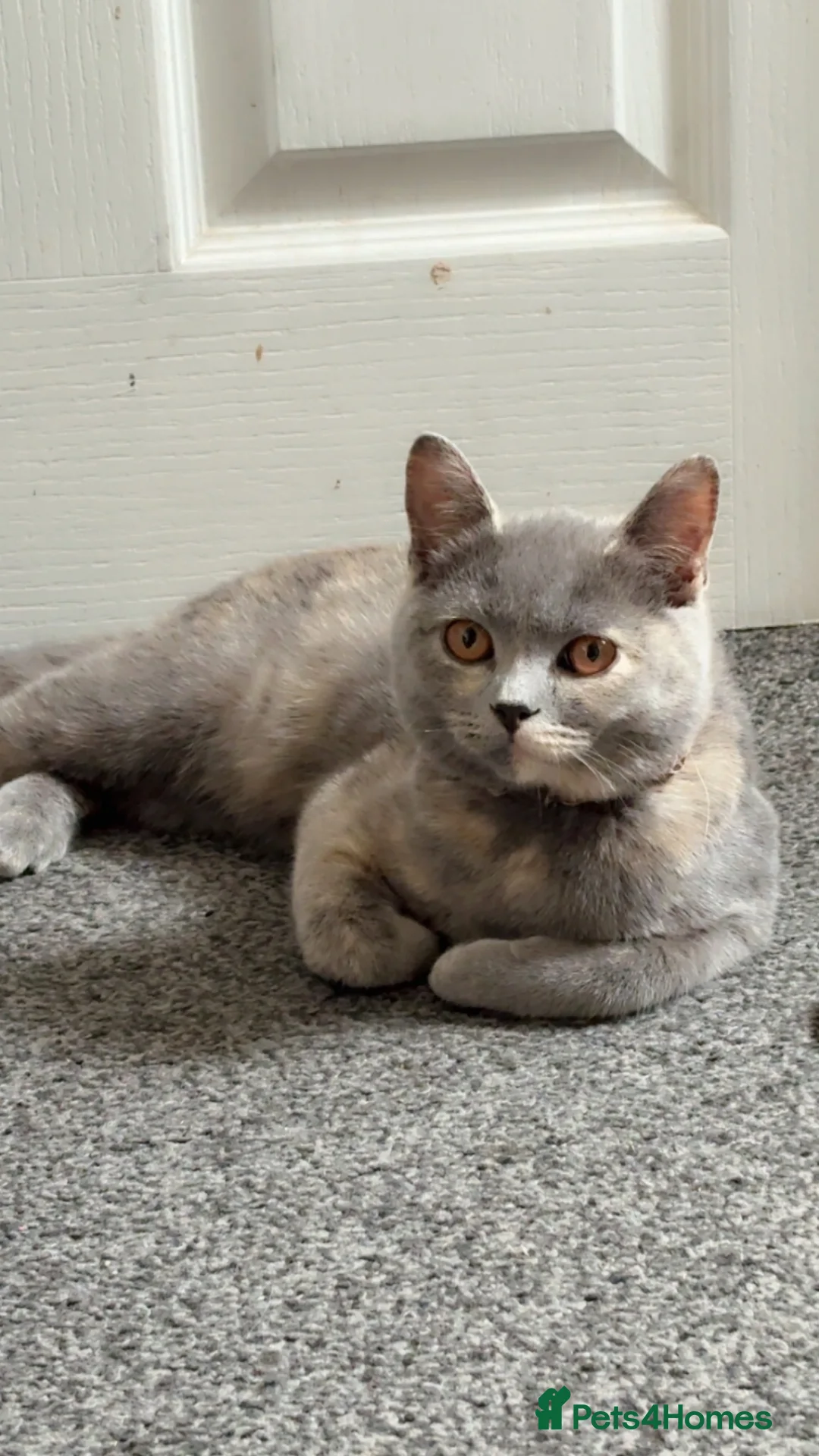 British Shorthair cats for sale: british hair sold as pair or separate  in Oldbury - Advert 2
