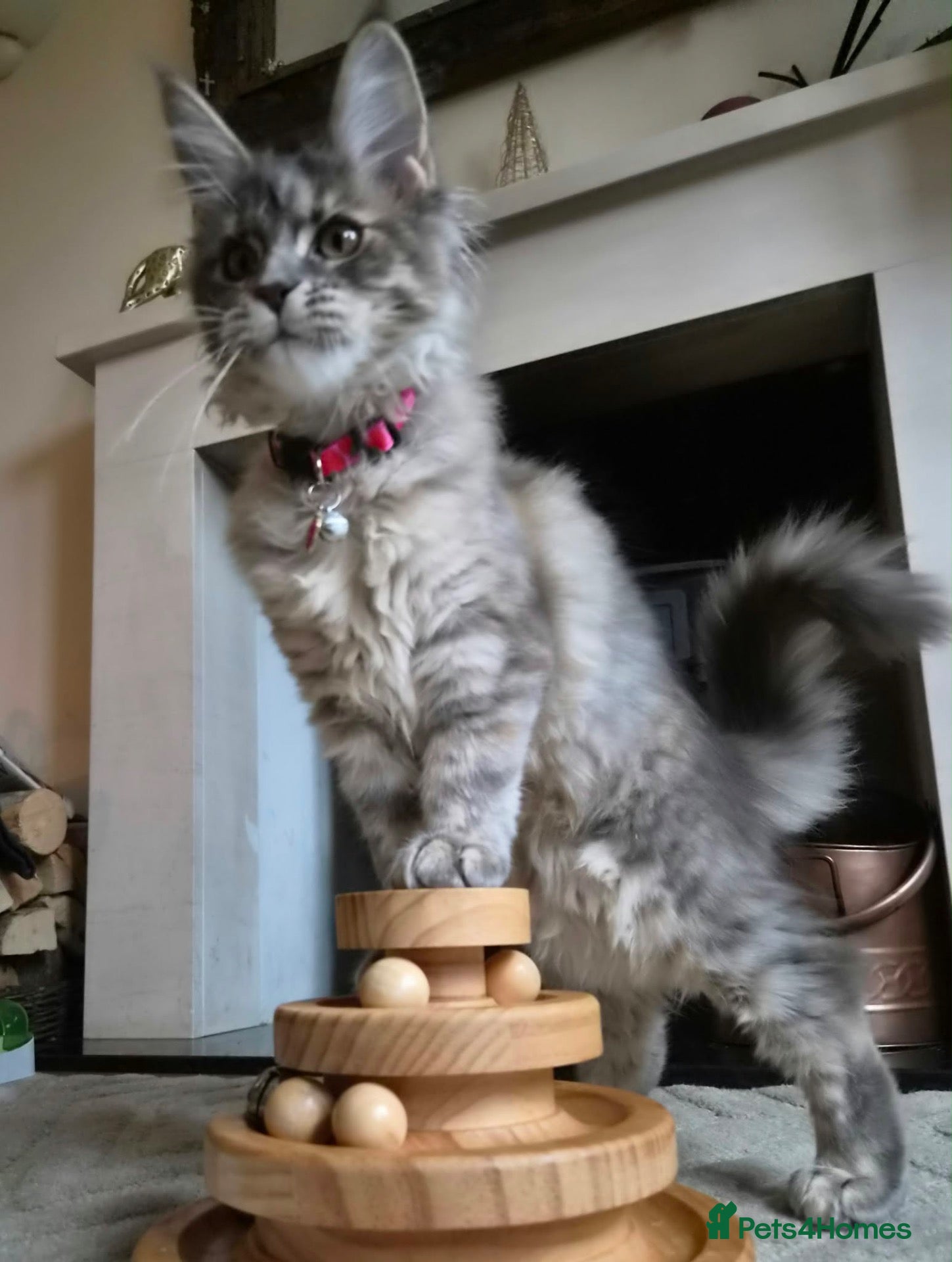 Maine Coon cats XXL BLUE TABBY MAINE COON RUSSIAN LINE FEMALE 🐈‍⬛ - Advert 1