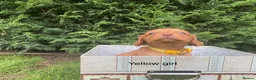 Cocker Spaniel dogs for sale: Kc reg hereditary clear working cocker spaniels in Ingatestone - Advert 6