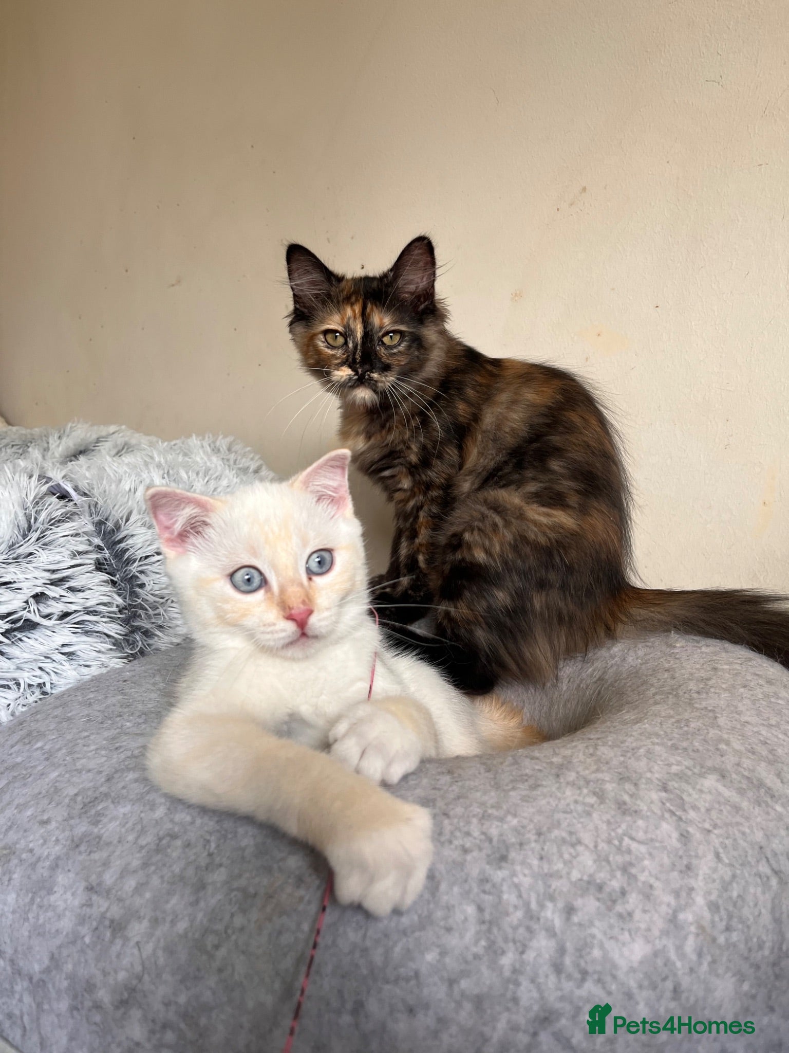 Ragdoll cats 🌟 Stunning half Ragdoll Kittens READY TO GO 🌟 - Advert 1