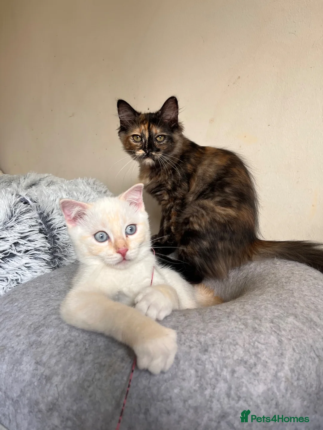 Ragdoll cats for sale: 🌟 Stunning half Ragdoll Kittens READY TO GO 🌟 - Advert 1