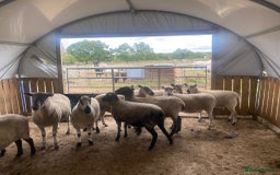 Sheep livestock for sale: 12 Ewes  - Image 3