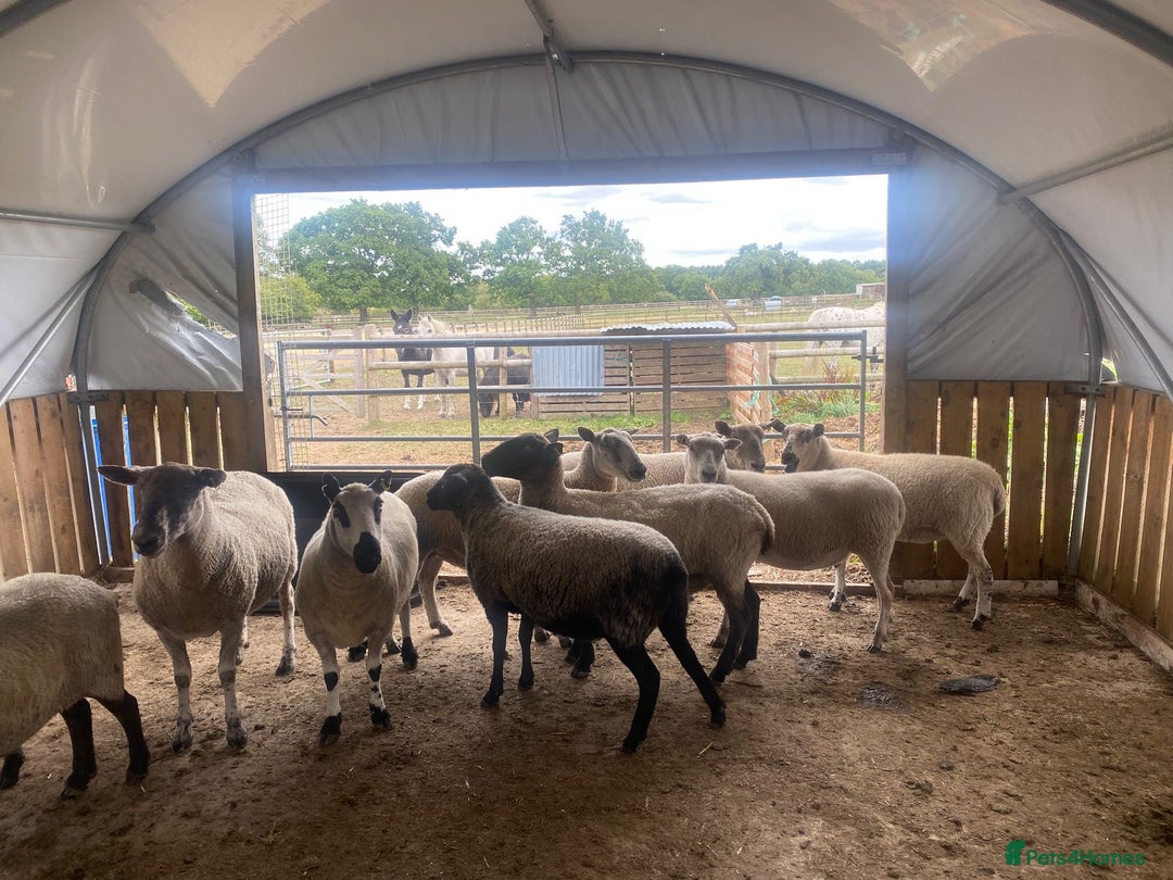 Sheep livestock for sale: 12 Ewes  - Image 3