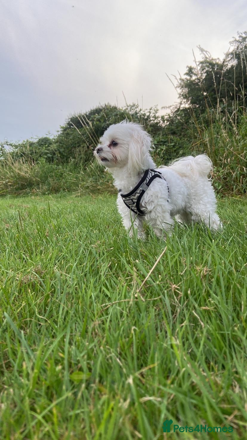 Maltipoo dogs Beautiful  Maltipoo puppies 🥰 - Advert 3