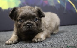French Bulldog dogs for sale: Fluffy French Bulldog–Ready for Their Homes - Image 4