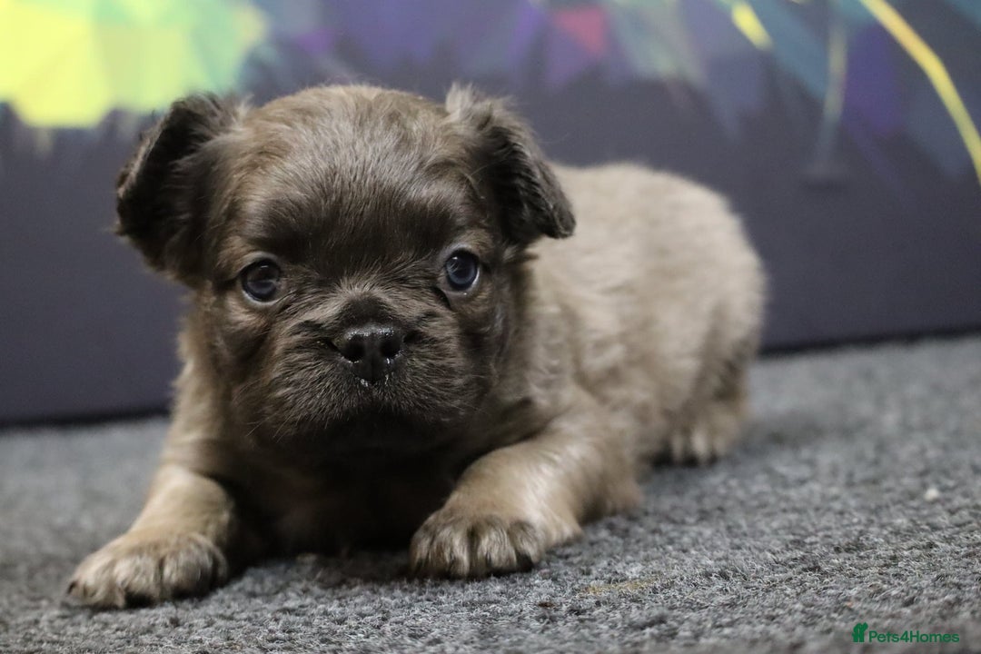 French Bulldog dogs for sale: Fluffy French Bulldog–Ready for Their Homes - Image 4