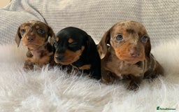 Miniature Dachshund dogs for sale: Minature daschund puppys - Image 3