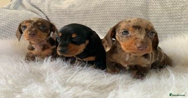 Miniature Dachshund dogs - Advert 13