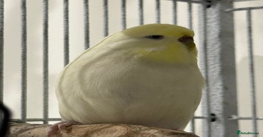 Budgerigars birds - Advert 9