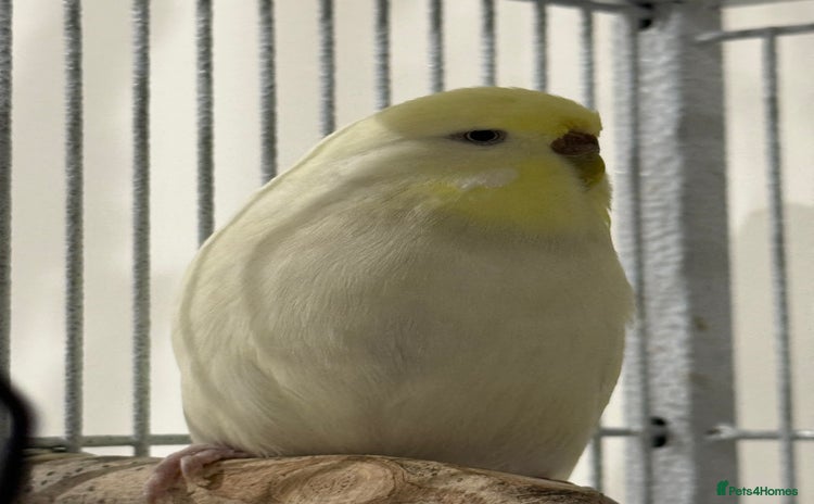 Budgerigars birds - Advert 5